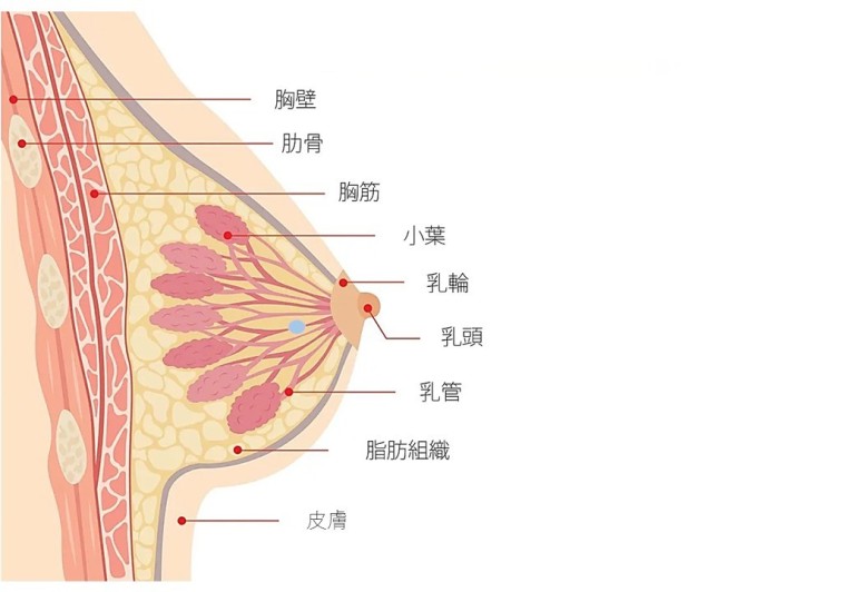 乳がん検診での嚢胞(のうほう)